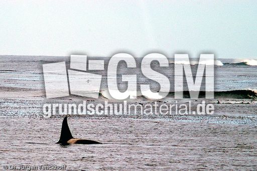 Orca (27 von 59).jpg